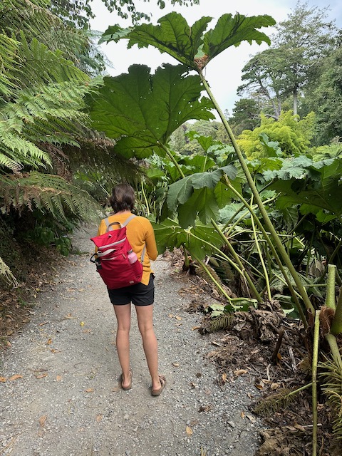 Towering gunnera