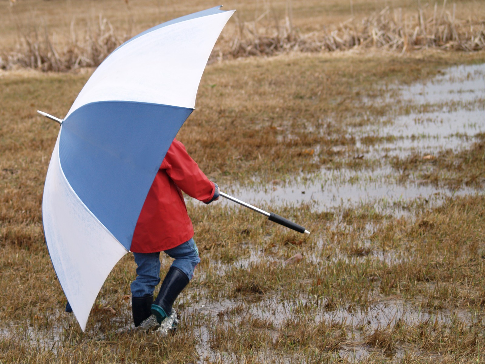 Child in a red raincoat and boots walks through puddles in a grassy field, holding a large blue-and-white umbrella.