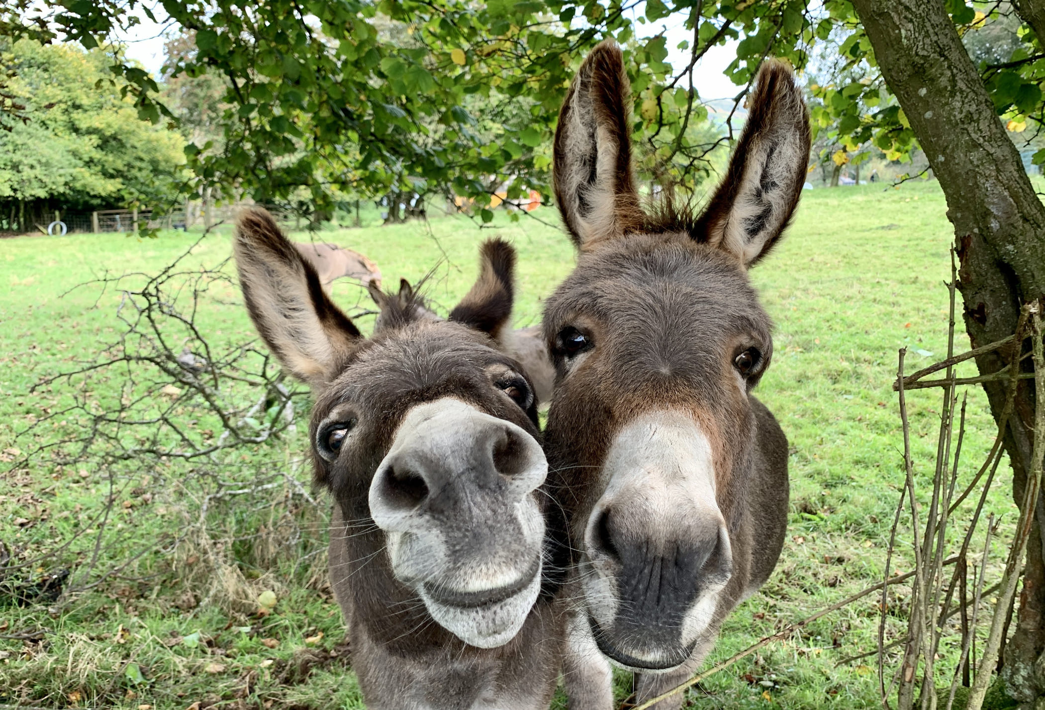 Two donkeys stand close to the camera under leafy trees, their noses and ears filling the frame in a green pasture.