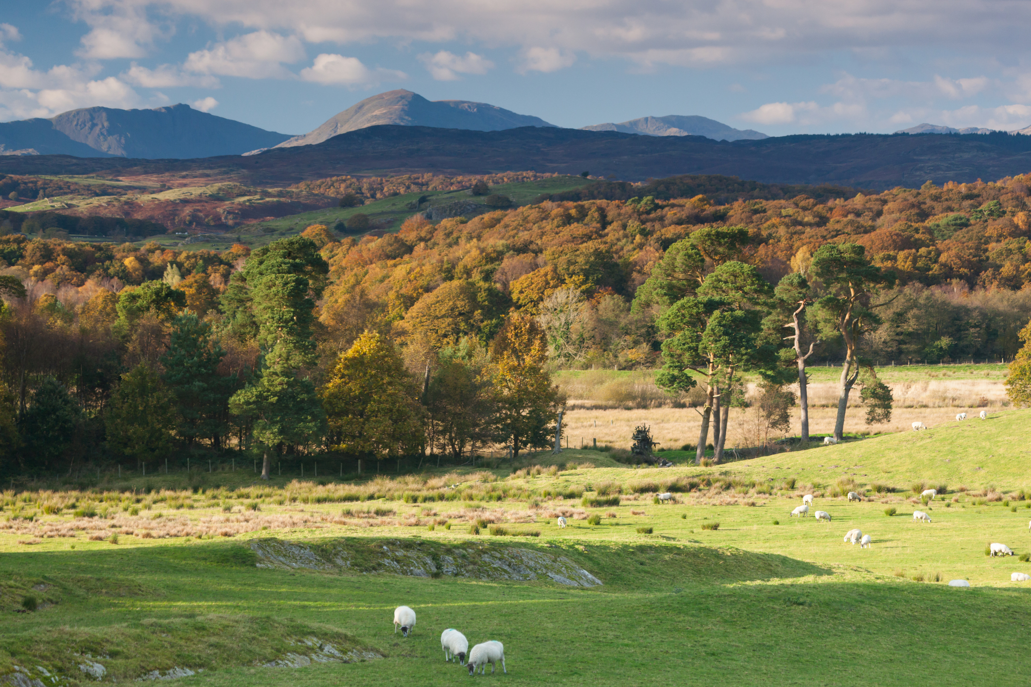 Autumn view of Grizedale Forest with grazing sheep in the foreground and the peaks of the Old Man of Coniston and Wetherlam rising in the distance.
